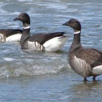 Black Brant