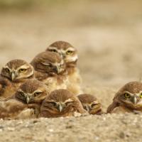 Burrowing Owl family