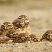 Burrowing Owl family