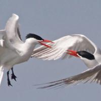 Caspian Terns battle in flight