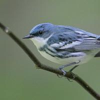Cerulean Warbler