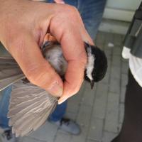 Chickadee in hand of Puget Sound Bird Observatory volunteer