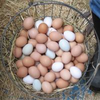 A basket full of brown, white, and light blue chicken eggs.