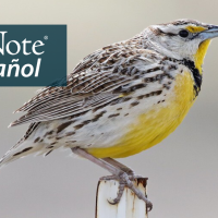Un pequeño pájaro de rayas marrones y blancas con pecho amarillo brillante, babero negro y pico estrecho y afilado se posa en un poste de la cerca. "BirdNote en Español" aparece en la esquina superior derecha.