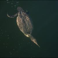 Common Loon diving