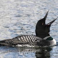 Common Loon with its head thrown back and beak open as it calls, while floating on rippled blue water 