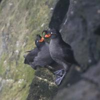 Crested Auklets