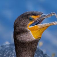 Double-crested Cormorant