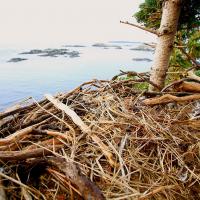 Inside view of Bald Eagle's nest lined with dried kelp, with 