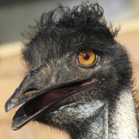 Close up of Emu