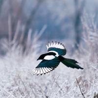 Eurasian Magpie