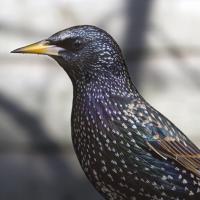 European Starling