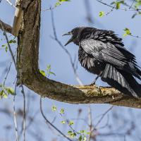 American Crow, beak open, calling while perched on a branch against a blue sky