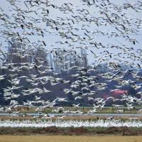 Snow Geese flock take flight