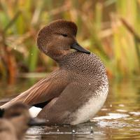Gadwall drake