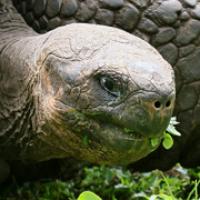 Galapagos Tortoise