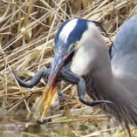 Great Blue Heron