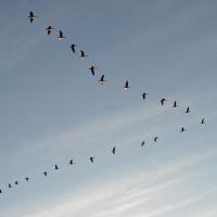 A flock of geese flying in V formation across a partly cloudy sky