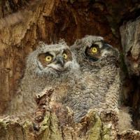 Great Horned Owlets