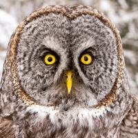 Great Gray Owl face showing bright yellow eyes and beak