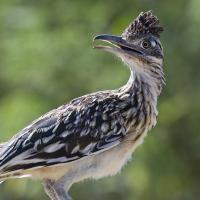 Greater Roadrunner