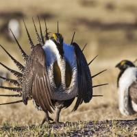 Greater Sage Grouse