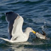 Glaucous-winged gull attacks Rhinoceros Auklet