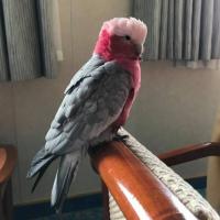 Rose-breasted Cockatoo