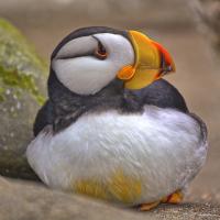 A Horned Puffin, with white breast and face and large short yellow and orange beak, sits on a rocky ledge, looking to its right.