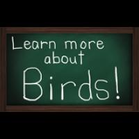 Learn more about birds!