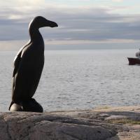 "Lost" Great Auk looks to the sea