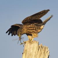 Merlin with dragonfly