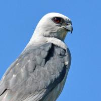Mississippi Kite posed against a clear blue sky.