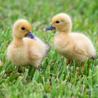 Two Muscovy ducklings standing on grass, their soft fuzzy yellow bodies and dark eyes and beaks seen in overcast light.