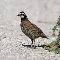 Northern Bobwhite