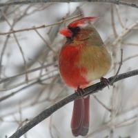 A Northern Cardinal showing male plumage coloration on its right side, female plumage coloration on its left side.