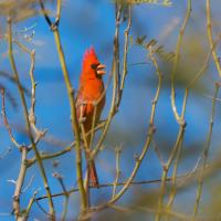 Male Northern Cardinal singing