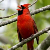 A male Northern Cardinal singing on a branch