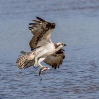 An Osprey rising from water surface while holding a fish in its talons