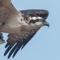 Osprey