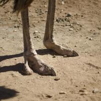 Ostrich feet