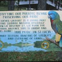 Parrot Poster on St. Lucia