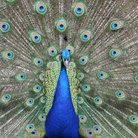 Male Peacock faces the viewer, his tail fanned out in display