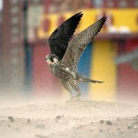 A Peregrine Falcon lifts its wings in pre-flight off of the dusty ground.