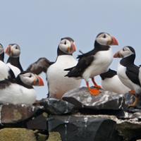 Atlantic Puffins