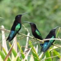 Purple-throated Caribs