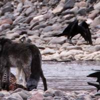 Wolves at a carcass with ravens
