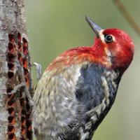 Red-breasted Sapsucker
