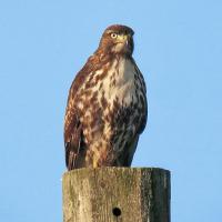Red-tailed Hawk