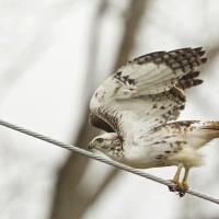 Red-tailed Hawk launching from a wire over a highway